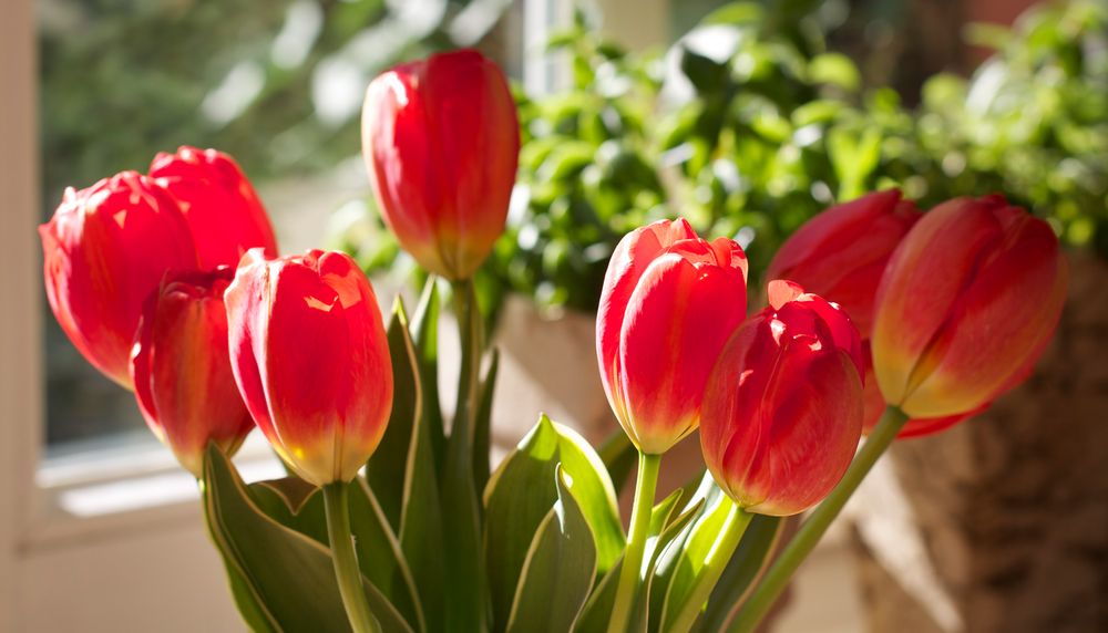 Frühling im Haus von Chekster 