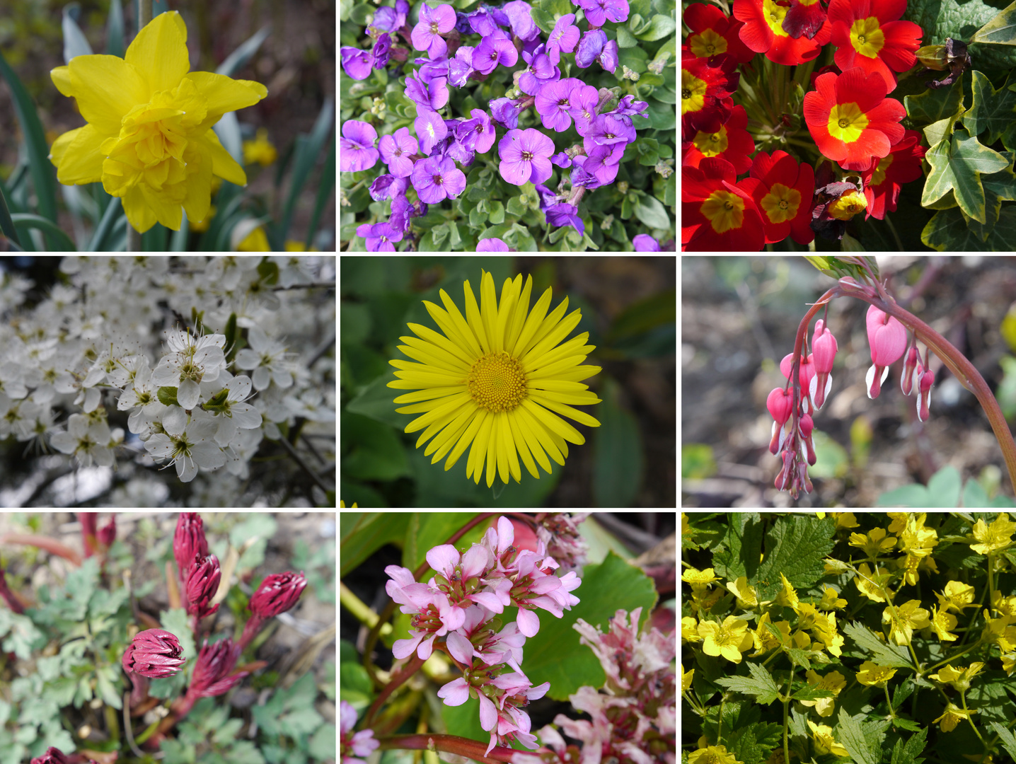 Frühling im Hausgarten