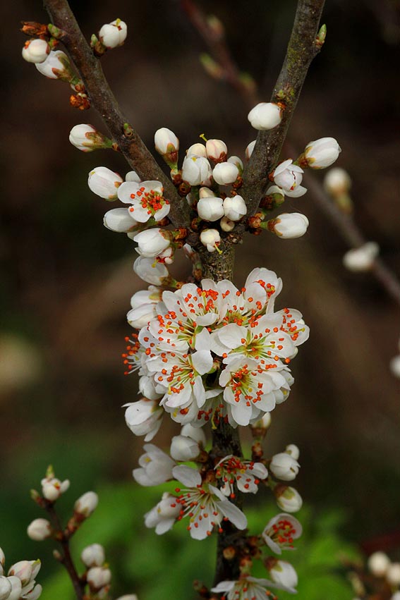 Frühling im Heckengäu - Prunus spinosa