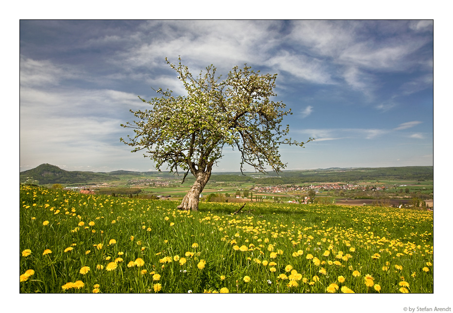 Frühling im Hegau