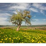 Frühling im Hegau