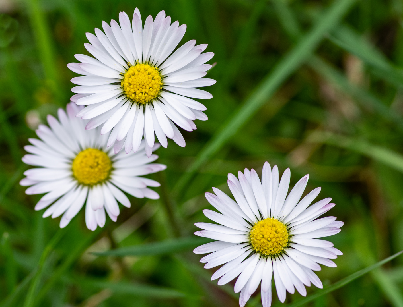 Frühling im heimischen Garten