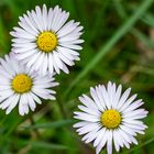 Frühling im heimischen Garten