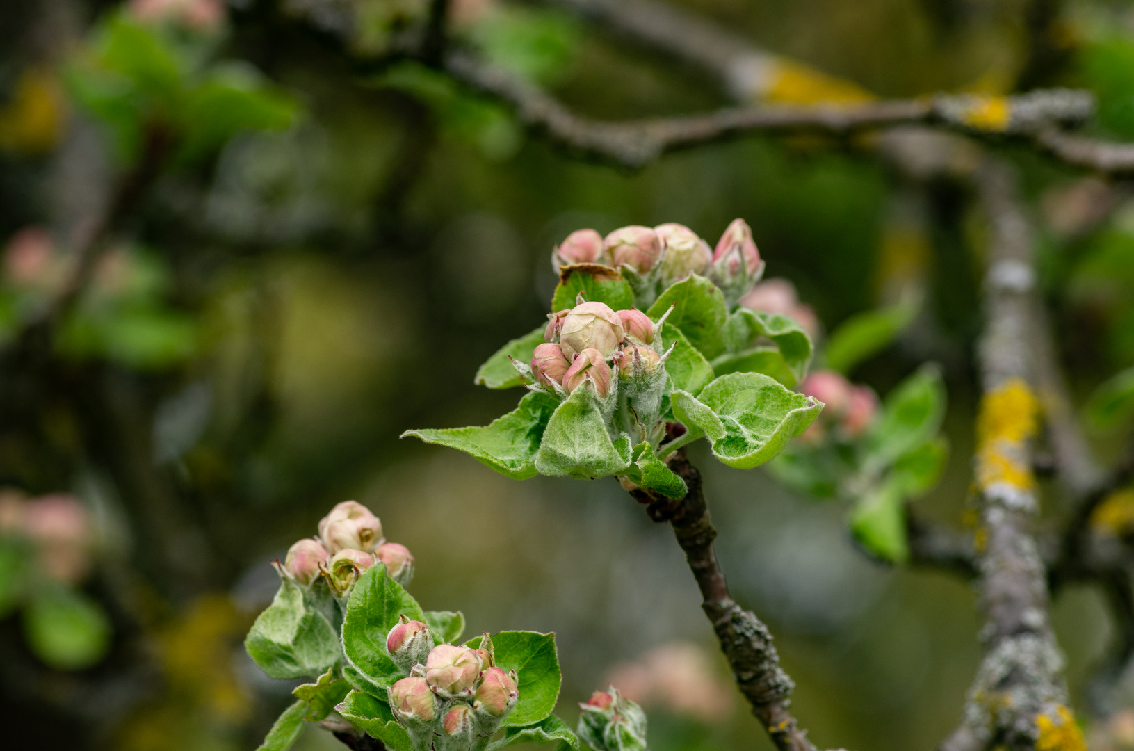 Frühling im heimischen Garten