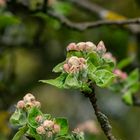 Frühling im heimischen Garten