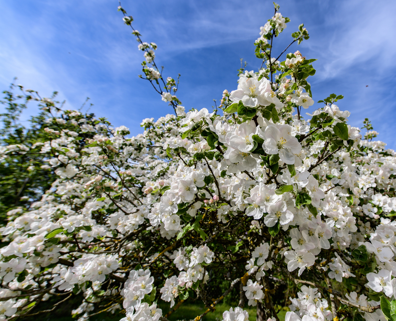 Frühling im heimischen Garten