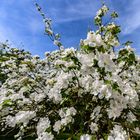 Frühling im heimischen Garten