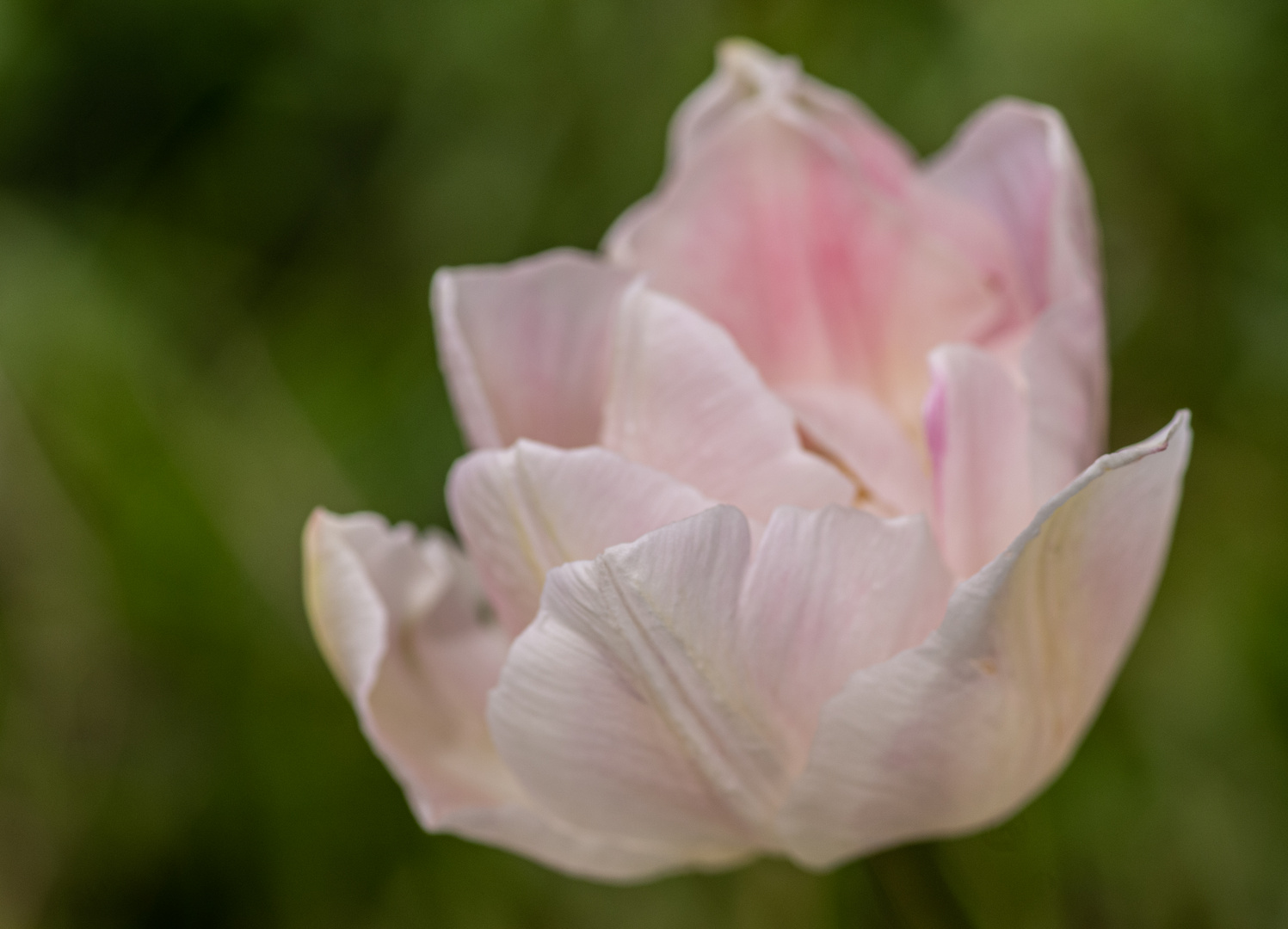 Frühling im heimischen Garten