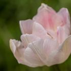 Frühling im heimischen Garten