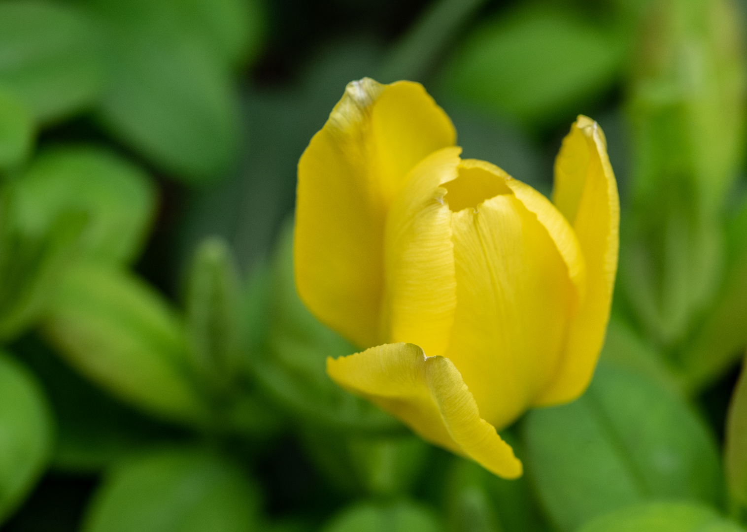 Frühling im heimischen Garten