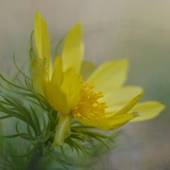 Frühling im Herbst