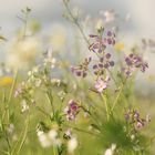 Frühling im Herbst