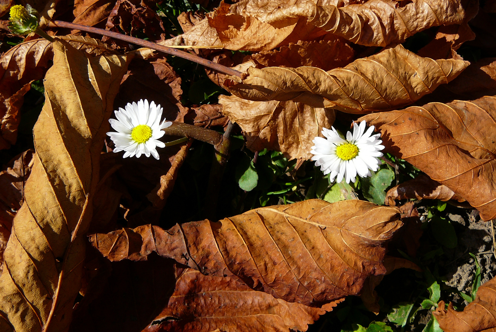 Frühling im Herbst