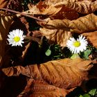 Frühling im Herbst