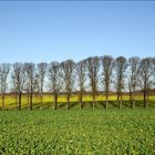 Frühling im Herbst?