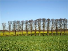 Frühling im Herbst?