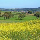 Frühling im Herbst ...