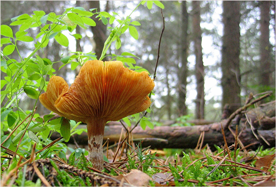 Frühling im Herbst