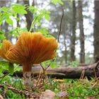 Frühling im Herbst