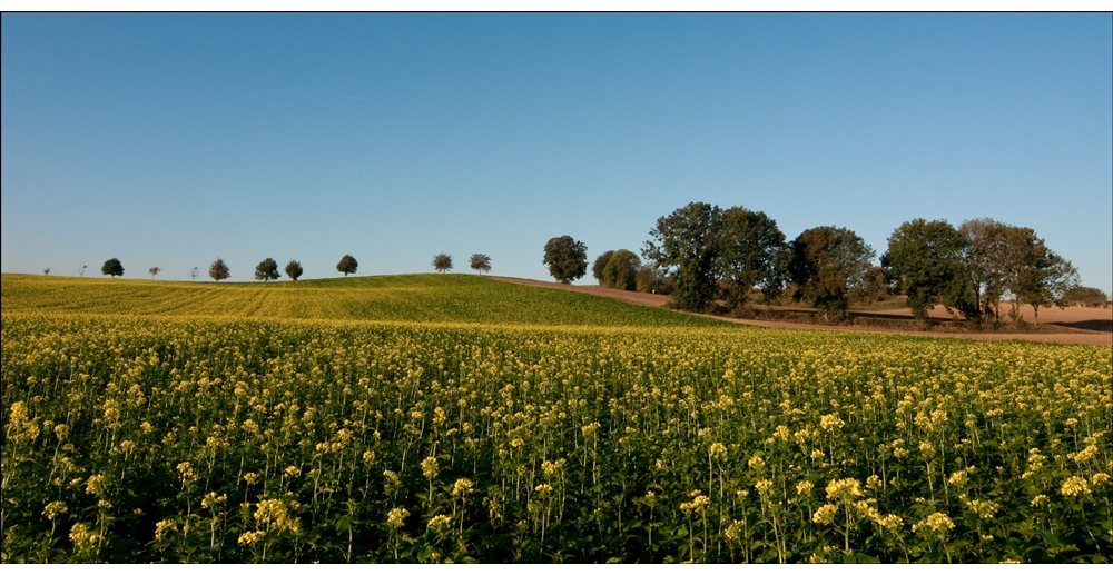 Frühling im Herbst