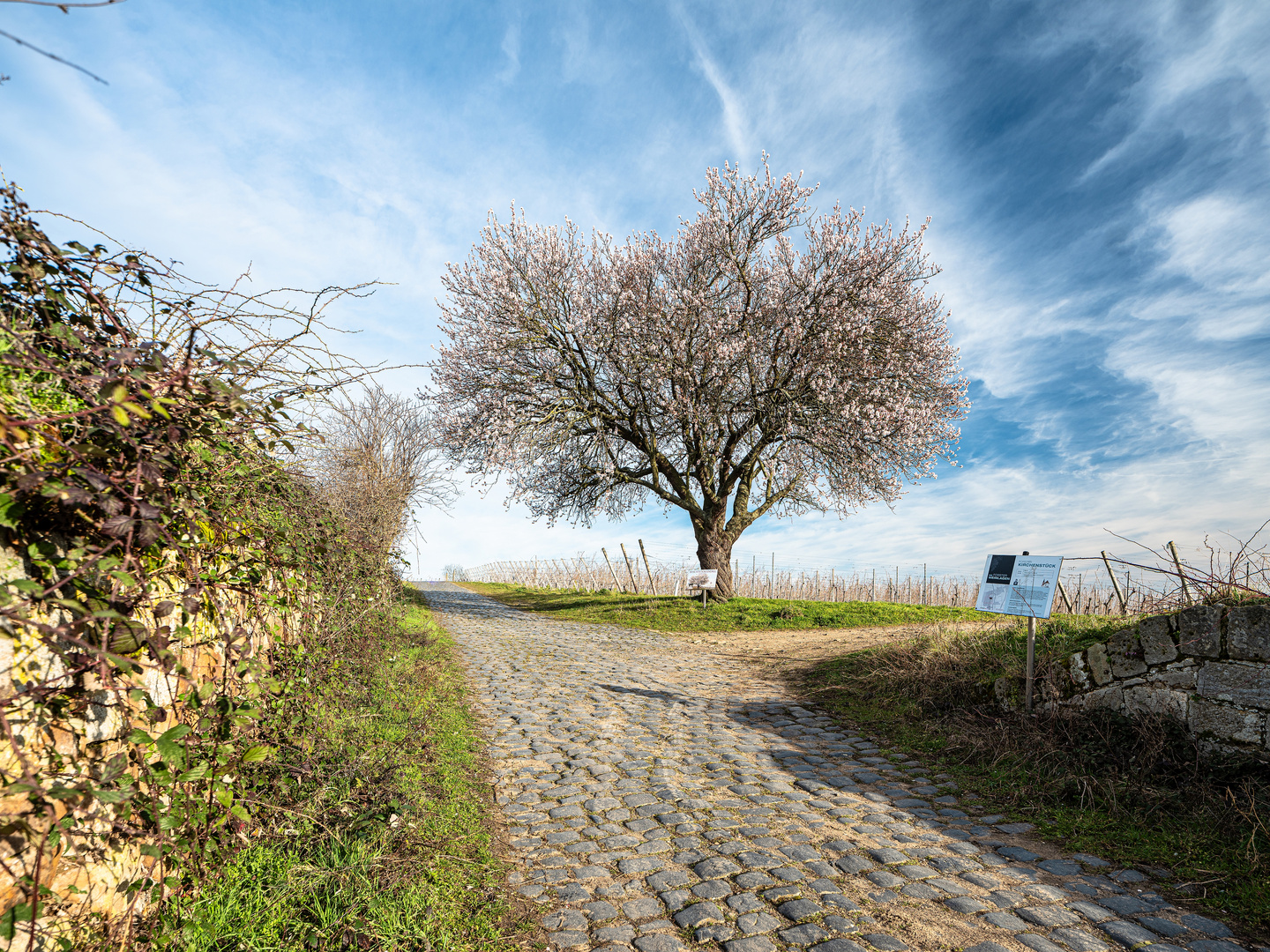 Frühling im Herbst ihres Lebens .... 