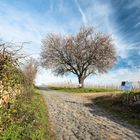 Frühling im Herbst ihres Lebens .... 