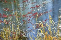 Frühling im Herbstgewand.