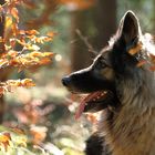 Frühling im Herbstwald