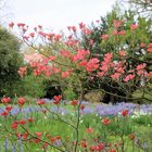 Frühling im Hermannshof