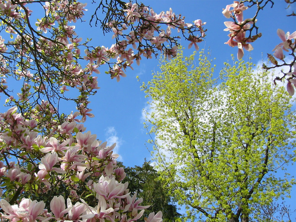 Frühling im Herrengarten