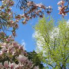 Frühling im Herrengarten