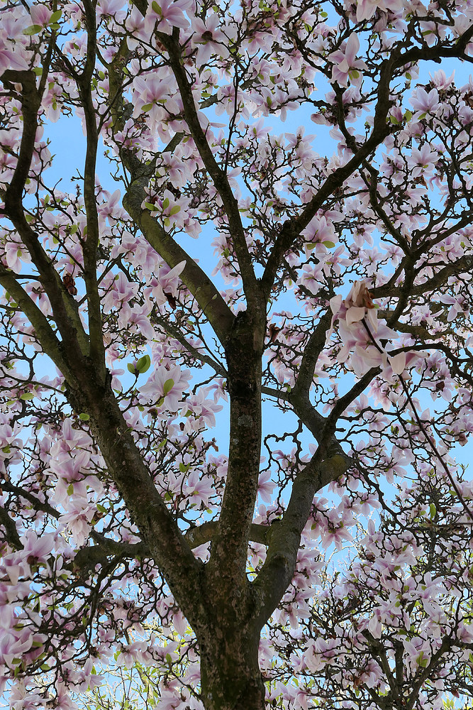 Frühling im Herrengarten: Magnolien 01