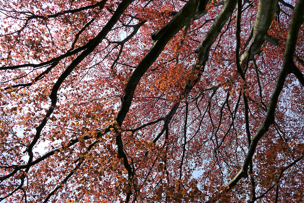 Frühling im Herrengarten: Rotbuchenlichter 01