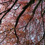 Frühling im Herrengarten: Rotbuchenlichter 01