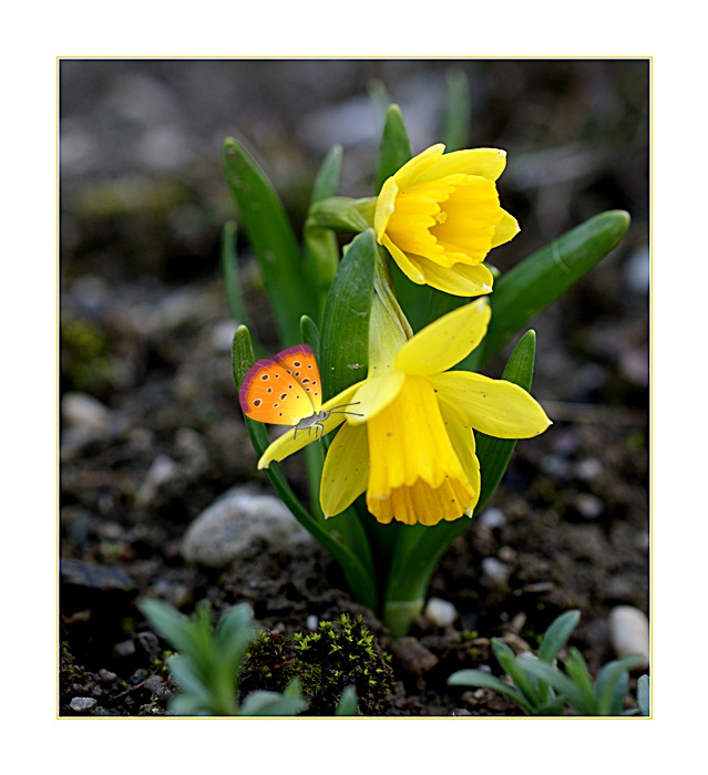 Frühling im Herzen