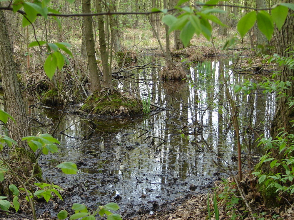 Fruehling im Hexenland