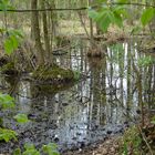 Fruehling im Hexenland