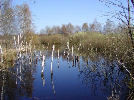Frühling im Hiller Moor
