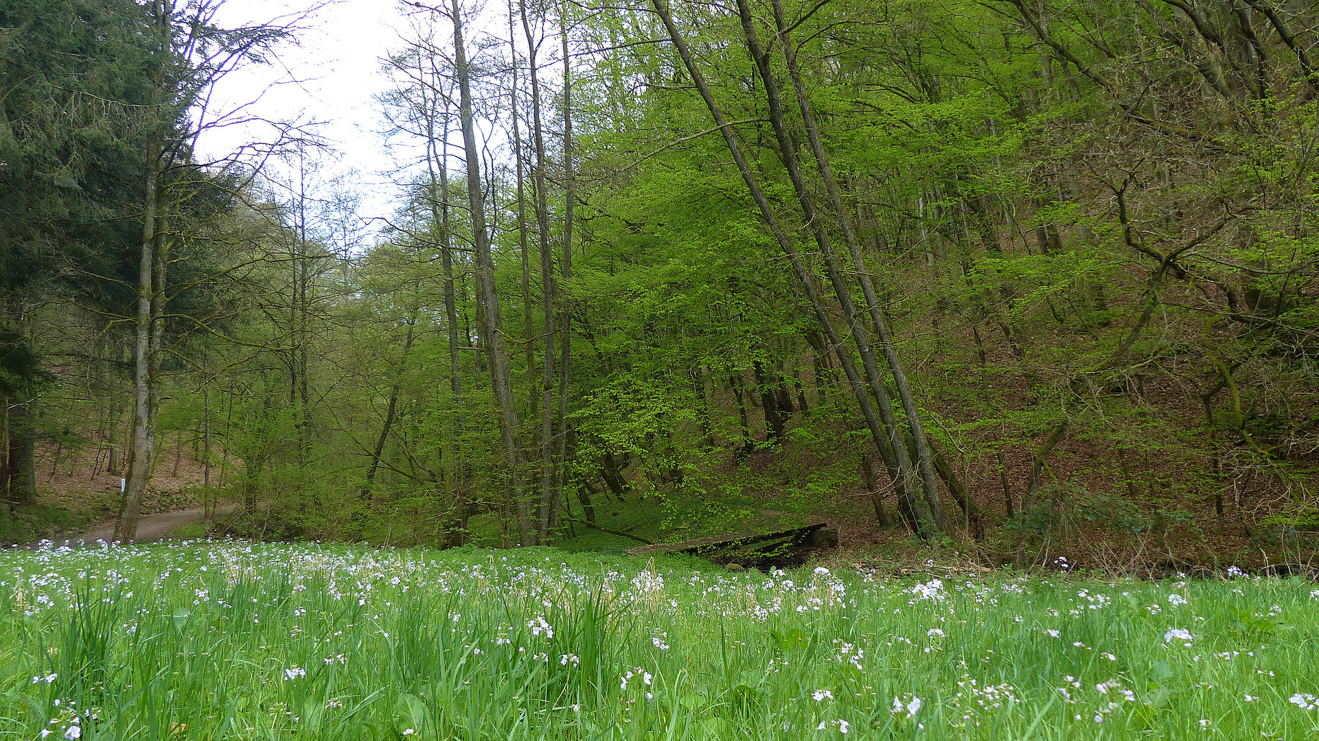 Frühling im Hinterbachtal