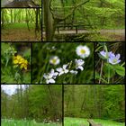 °°°° Frühling im Hinterbachtal °°°°