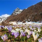 [ Frühling im hinteren Ahrntal ]