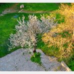 Frühling im Hinterhof