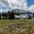 Frühling im Hochgebirge