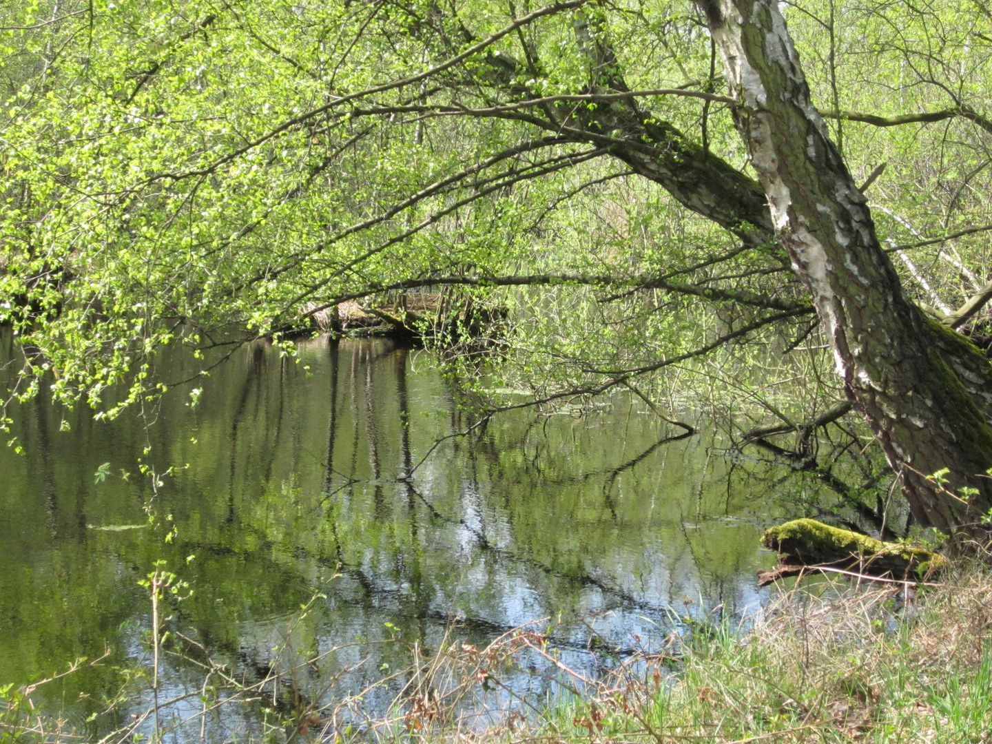 Frühling im Hochmoor