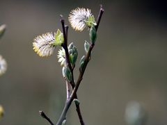 Frühling im Hochsauerland