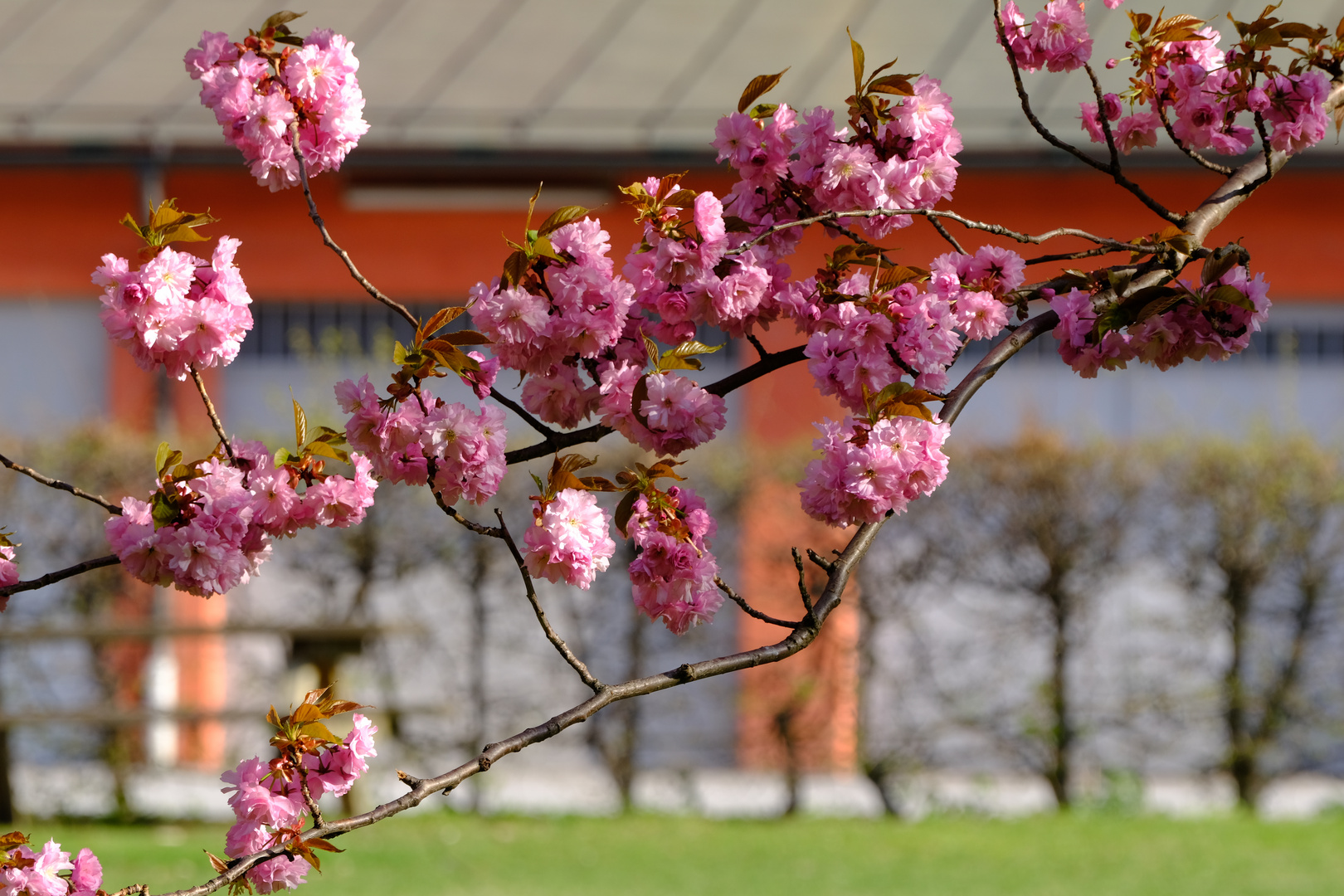 Frühling im Hof 