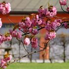 Frühling im Hof 