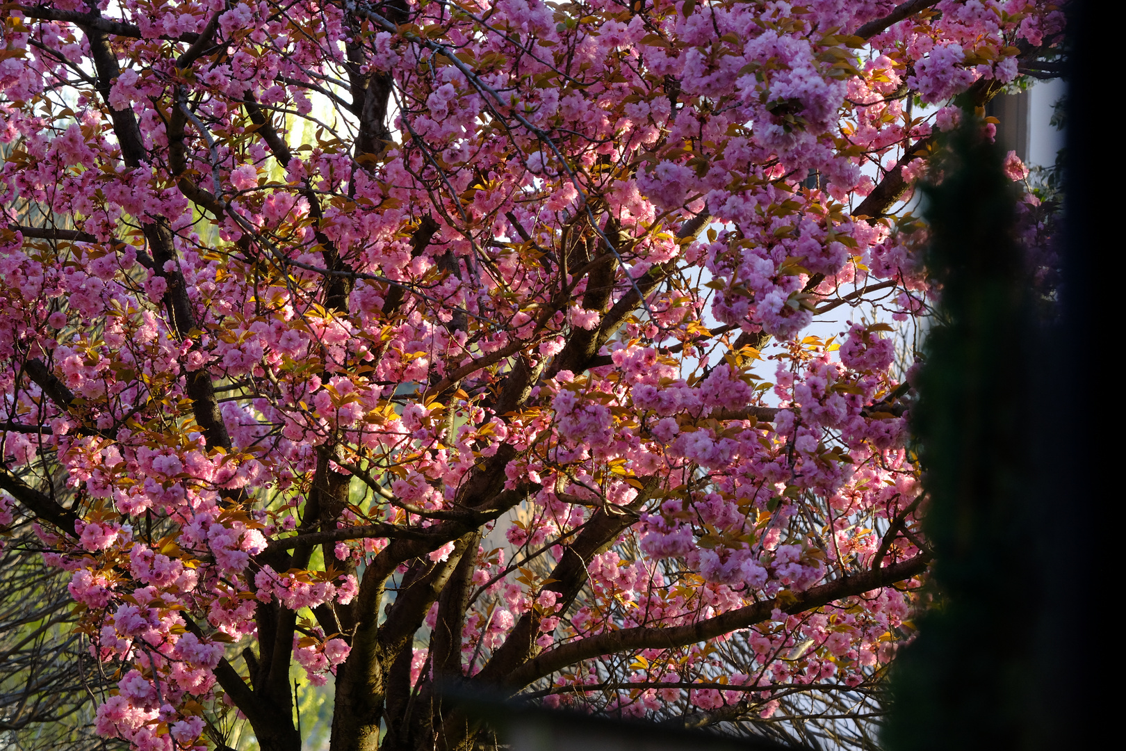 Frühling im Hof 