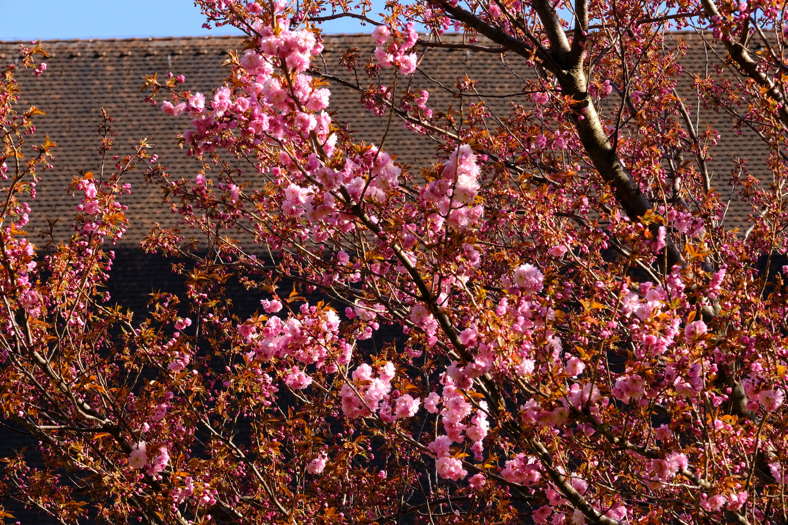 Frühling im Hof 