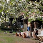 Frühling im Hühnerhof 